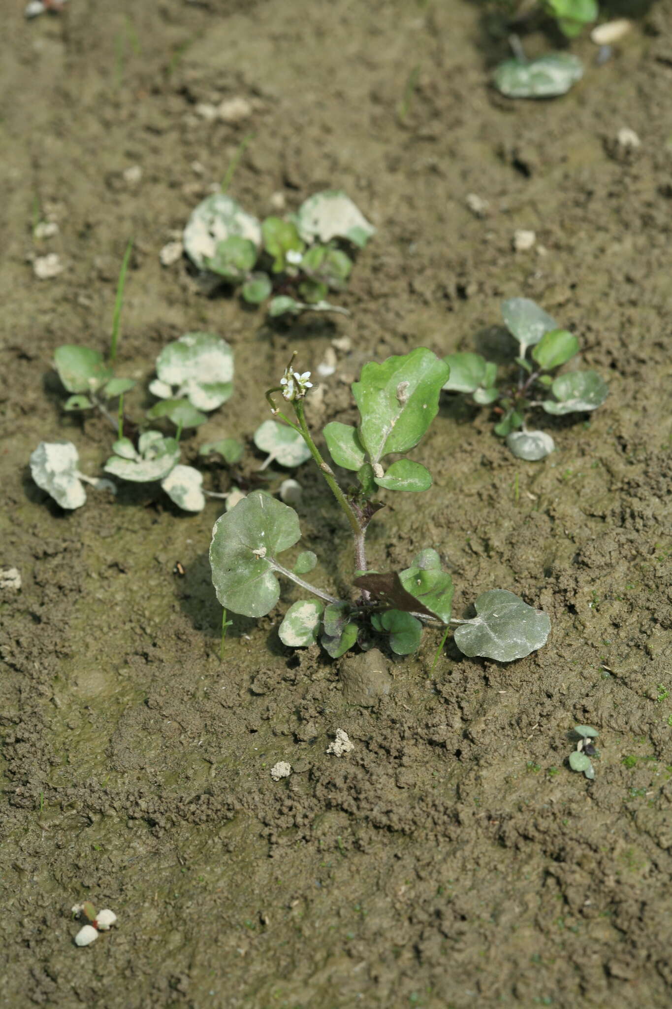 Image of Cardamine scutata Thunb.