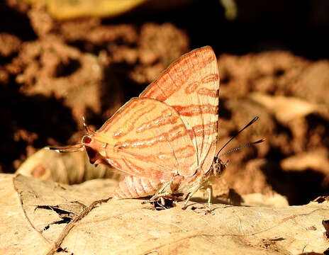 Image of Cigaritis lohita