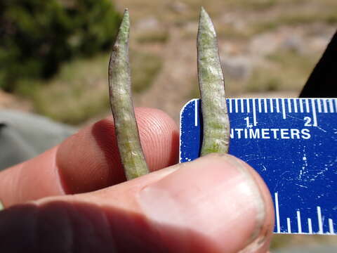 Image of Howell's pioneer rockcress