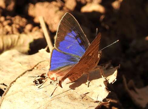 Image of Cigaritis lohita