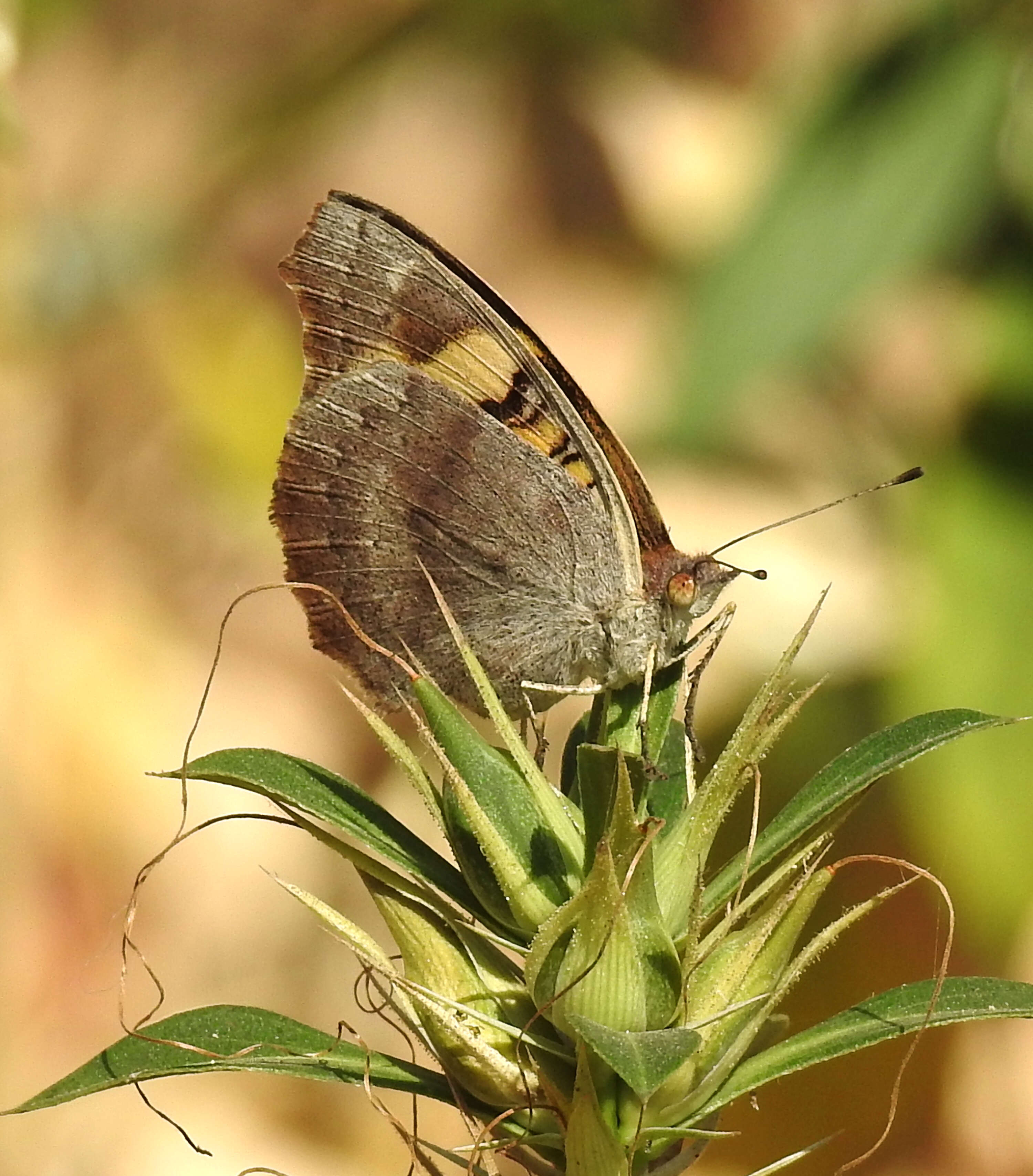 Imagem de Junonia hierta Fabricius 1798