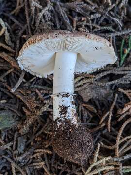 Image of Leucoagaricus cupresseus (Burl.) Boisselet & Guinb. 2001