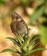 Imagem de Junonia hierta Fabricius 1798