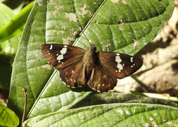 Celaenorrhinus leucocera Kollar 1848 resmi