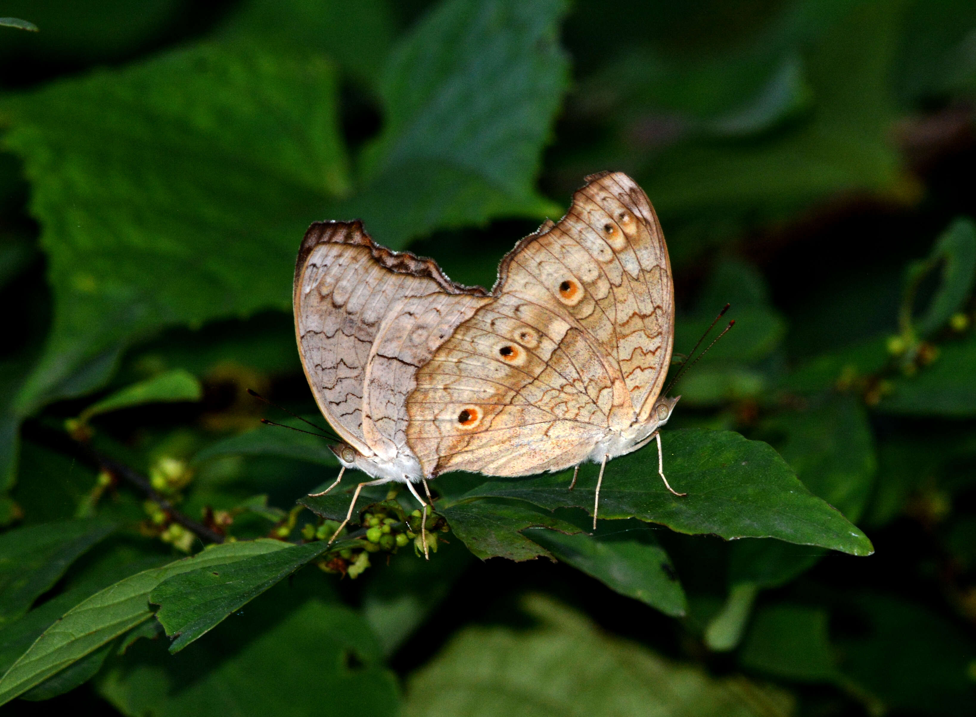 Plancia ëd Junonia atlites Linnaeus 1763