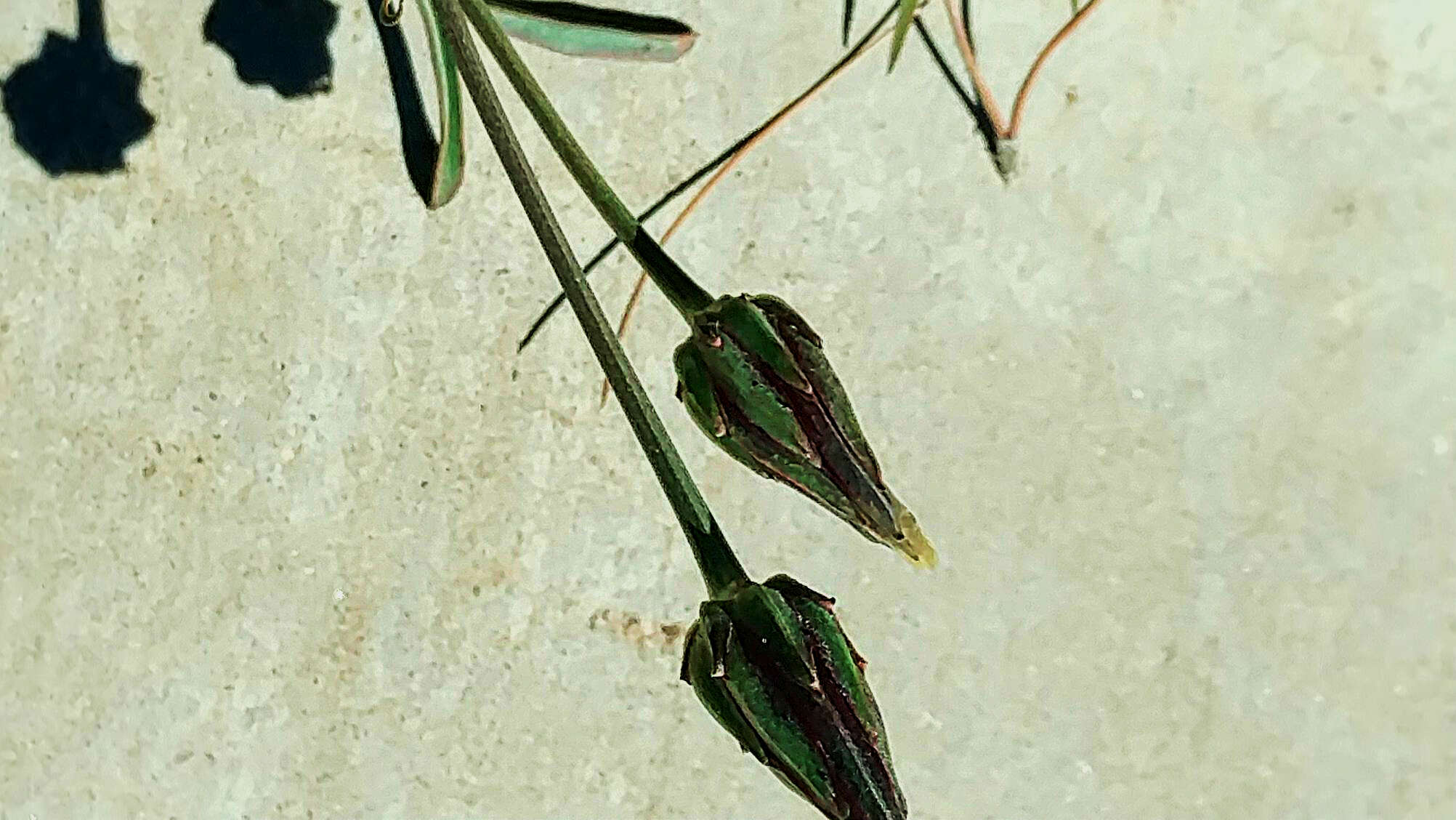 Image of Scorzonera laciniata L.