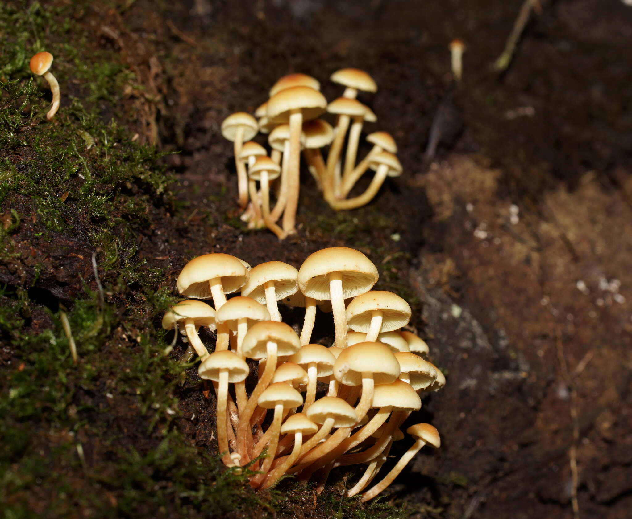 Image of Hypholoma fasciculare var. armeniacum (Y. S. Chang & A. K. Mills) Y. S. Chang, A. K. Mills, G. M. Gates & Ratkowsky