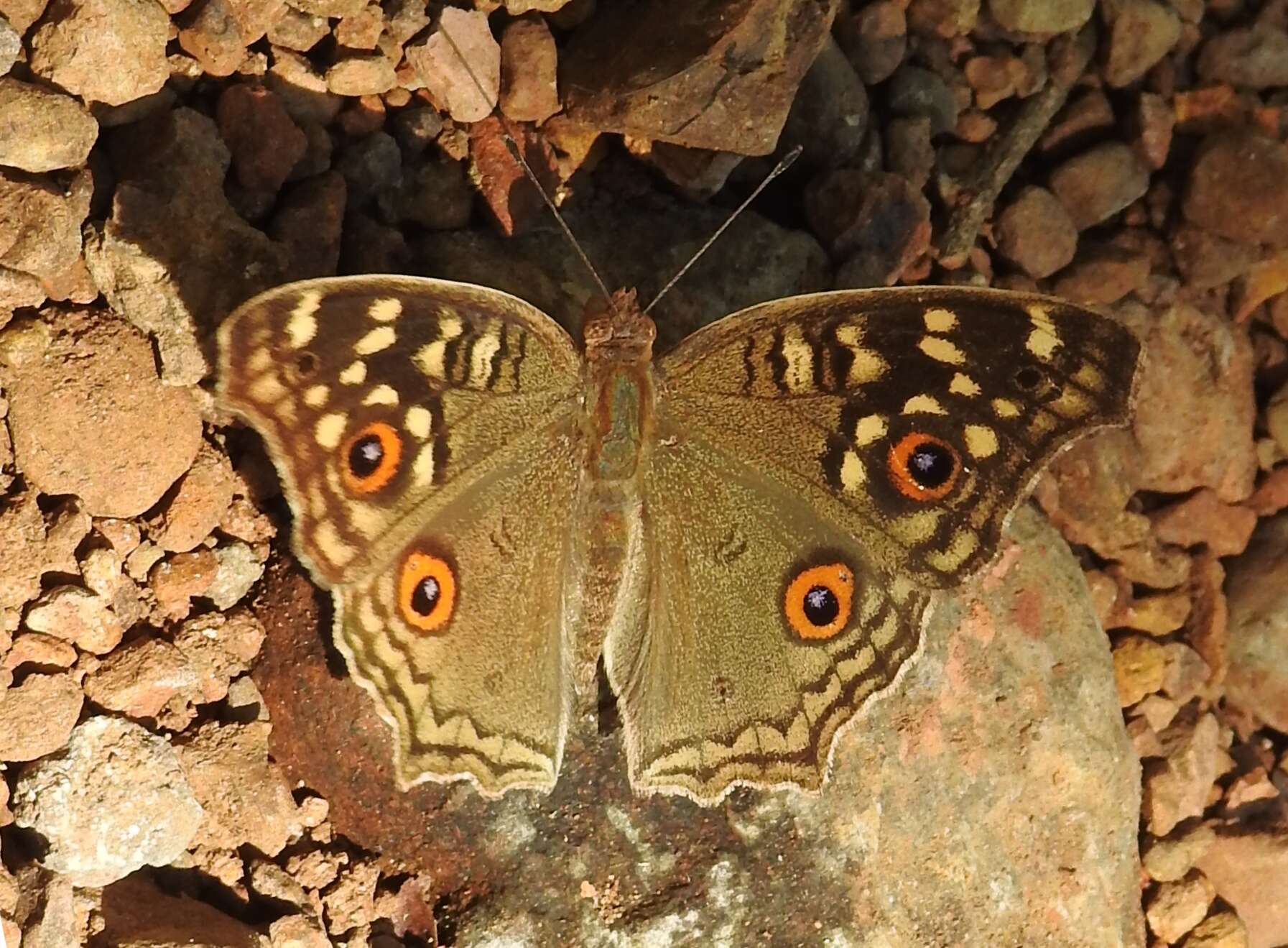 Image of Junonia lemonias Linnaeus 1758