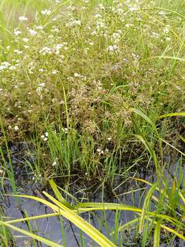 Image of Scirpus radicans Schkuhr