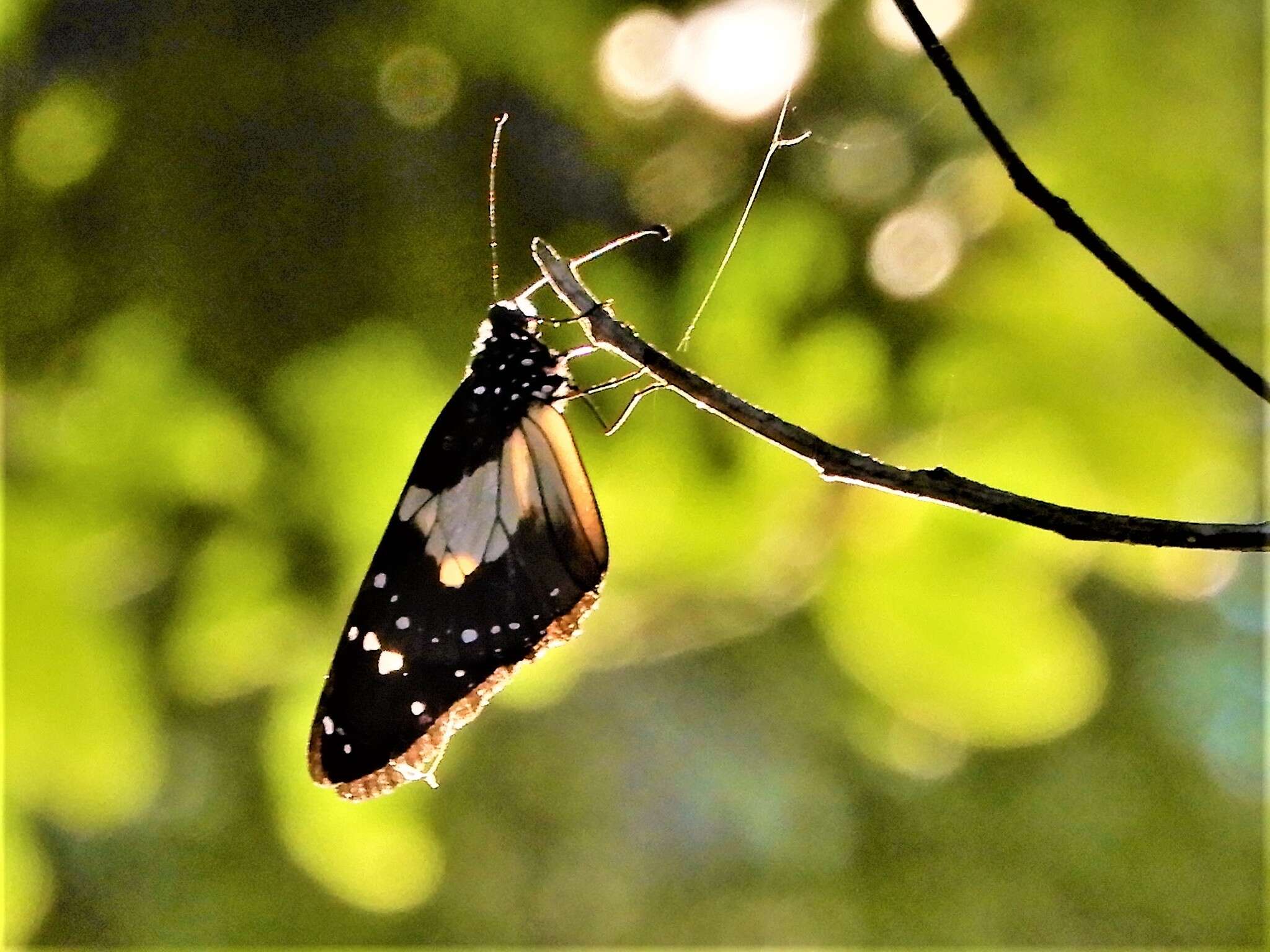 <i>Amauris <i>albimaculata</i></i> albimaculata的圖片