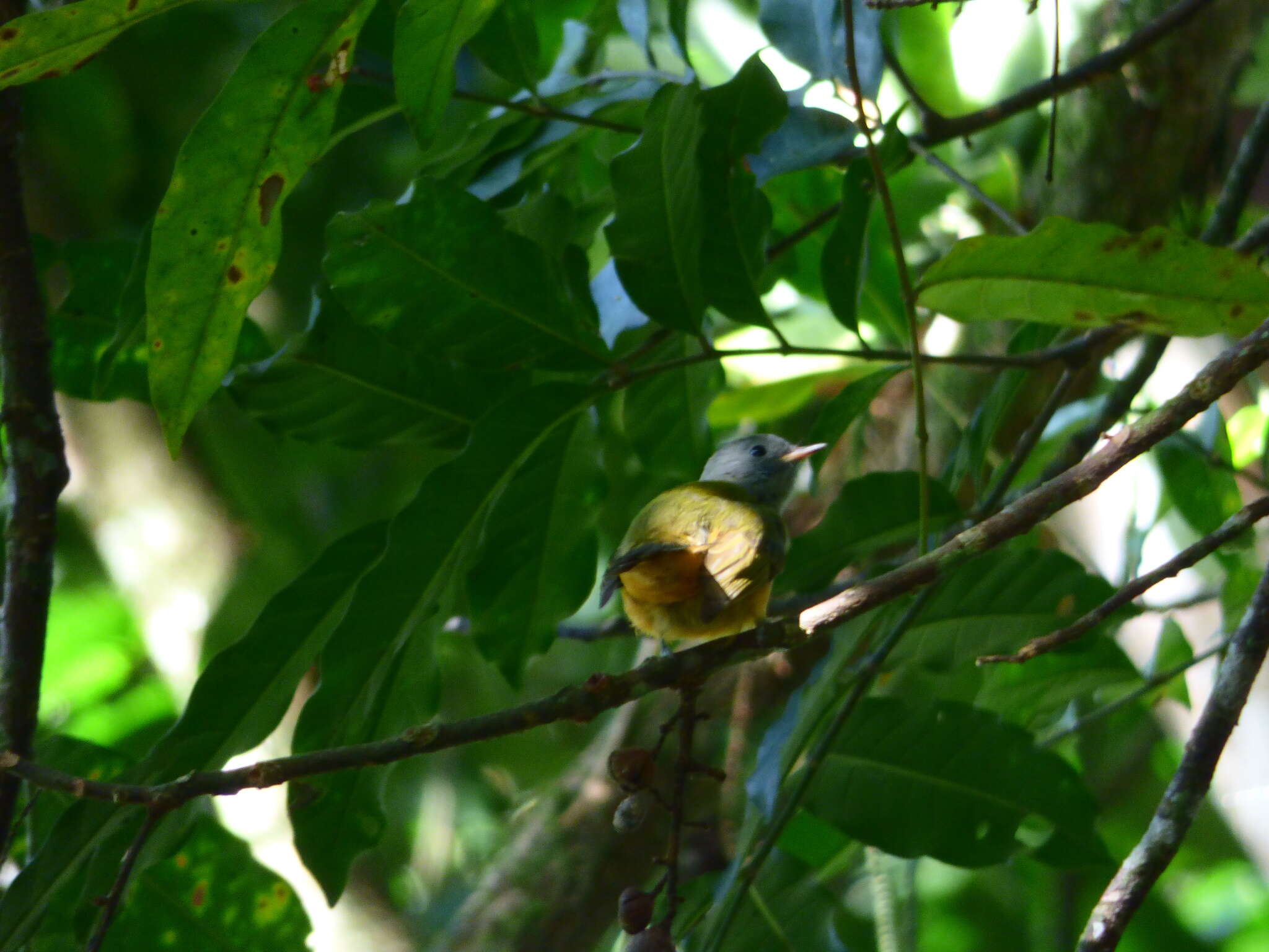 Imagem de Mionectes rufiventris Cabanis 1846