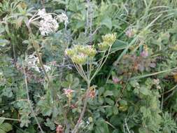 Heracleum chorodanum (Hoffm.) DC.的圖片