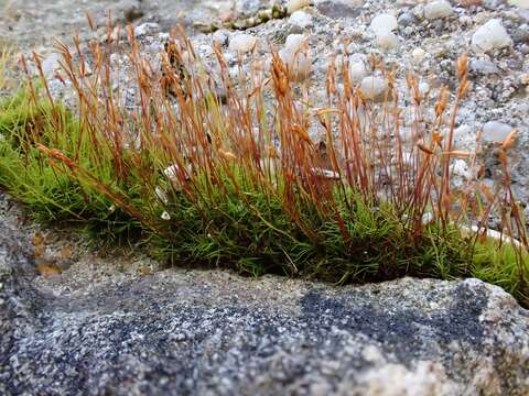 Image of distichium moss