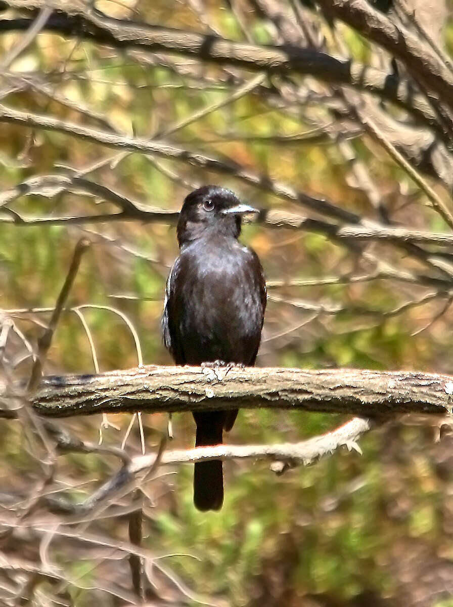 Image of White-winged Black Tyrant