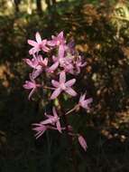 Plancia ëd Dipodium roseum D. L. Jones & M. A. Clem.