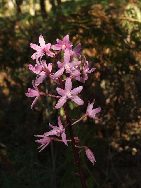 Imagem de Dipodium roseum D. L. Jones & M. A. Clem.