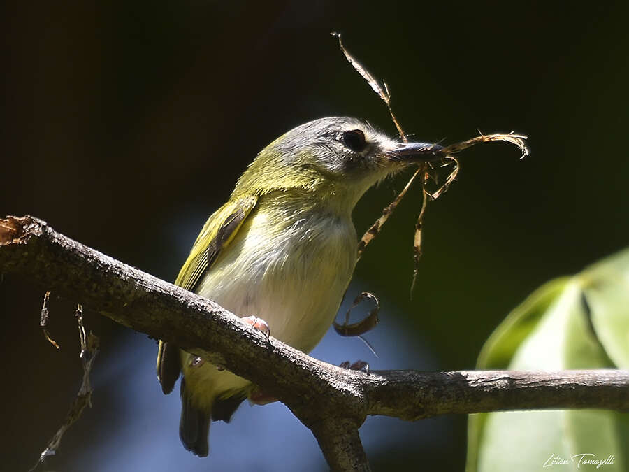 Image of Short-tailed Pygmy Tyrant