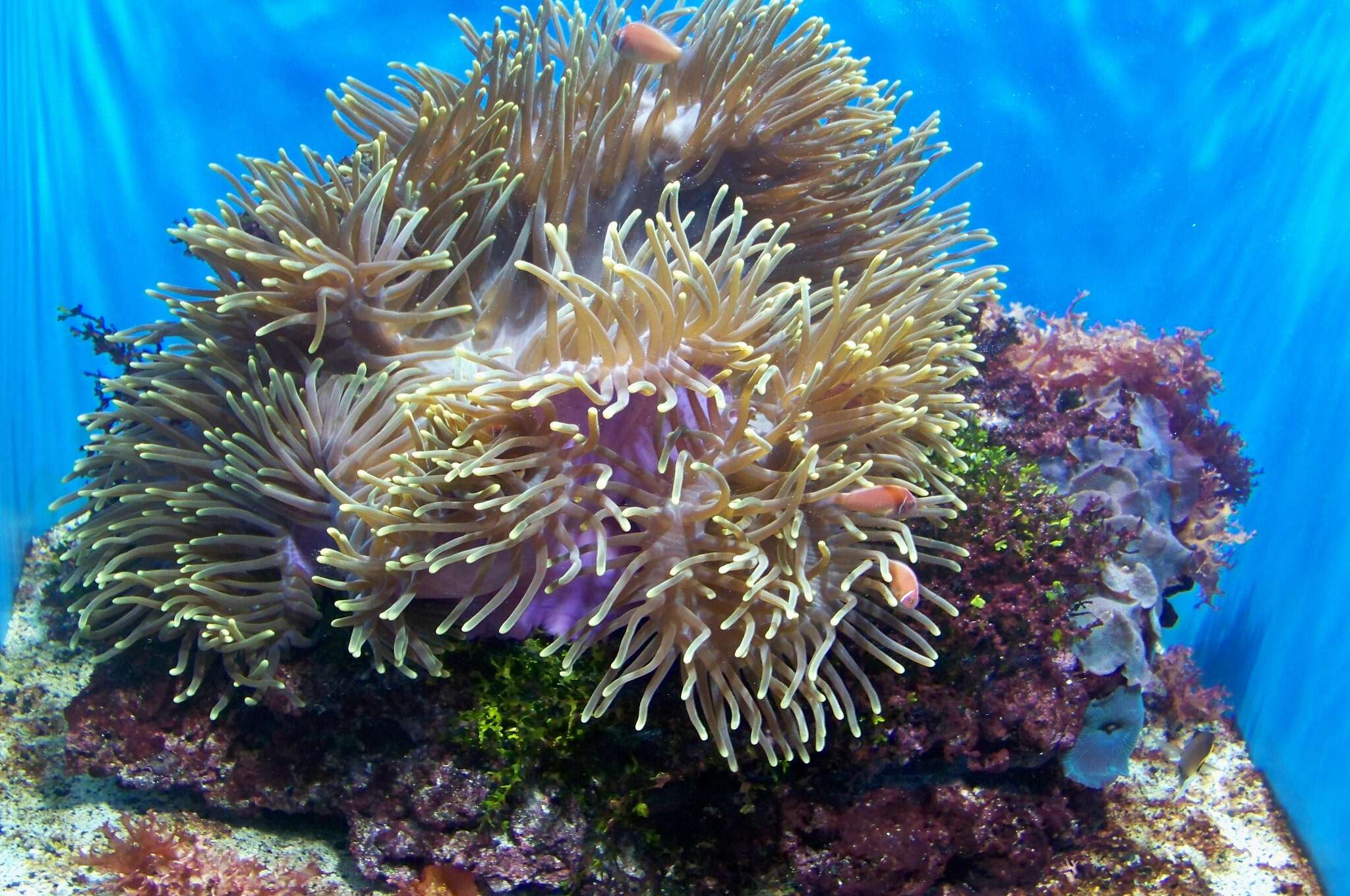 Image of Pink anemonefish