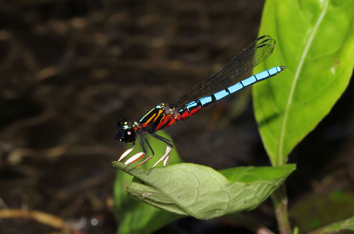 Image of Dancing Jewel