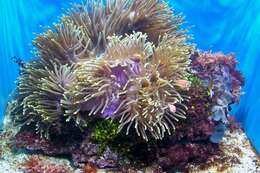 Image of Pink anemonefish