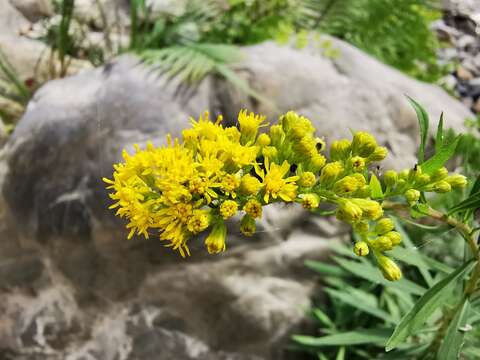 Image of Solidago pringlei Fern.