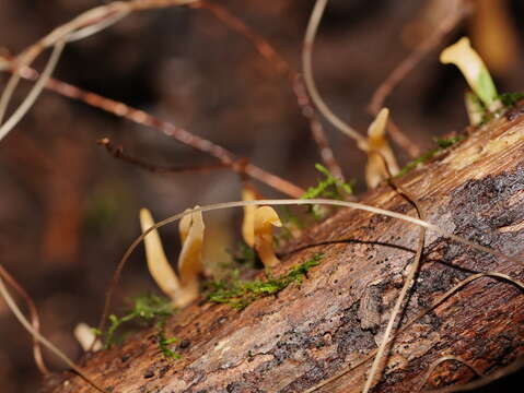 Image of Calocera fusca Lloyd 1925