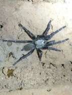 Image of Orange Baboon Tarantula