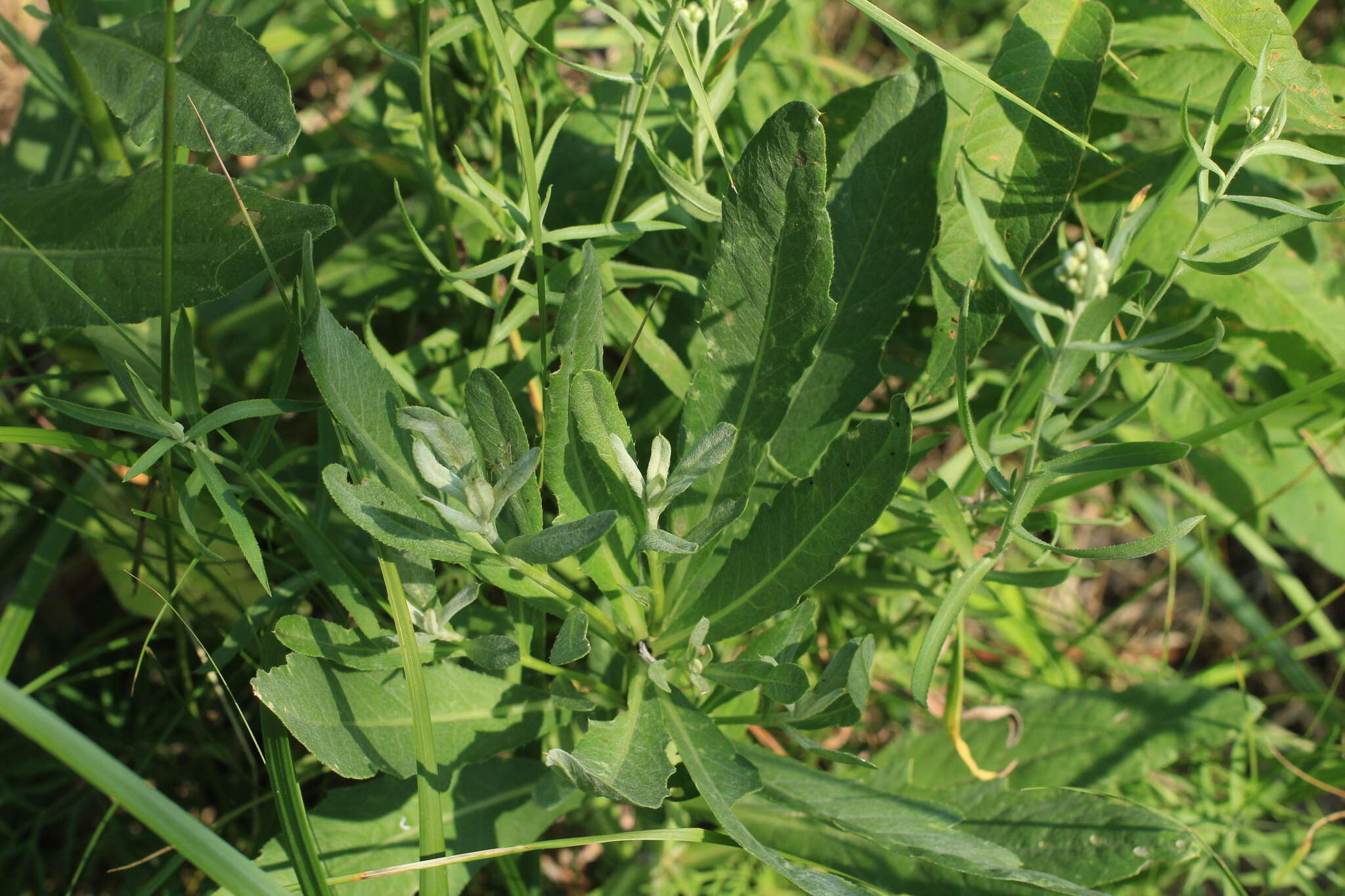 Image of Achillea salicifolia Bess.