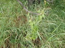 Image of white bryony