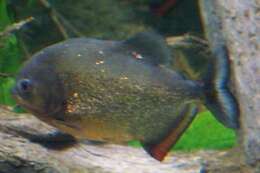 Image of Red-bellied piranha