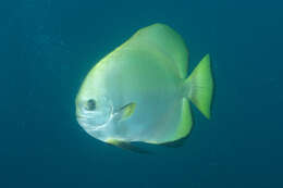 Image of Golden batfish
