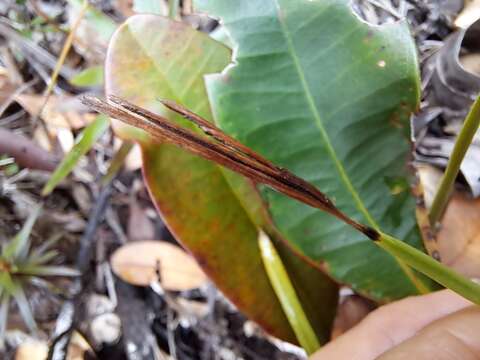 Imagem de Actinostachys melanesica (Selling) Reed