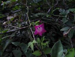 Image of <i>Ipomoea peteri</i>