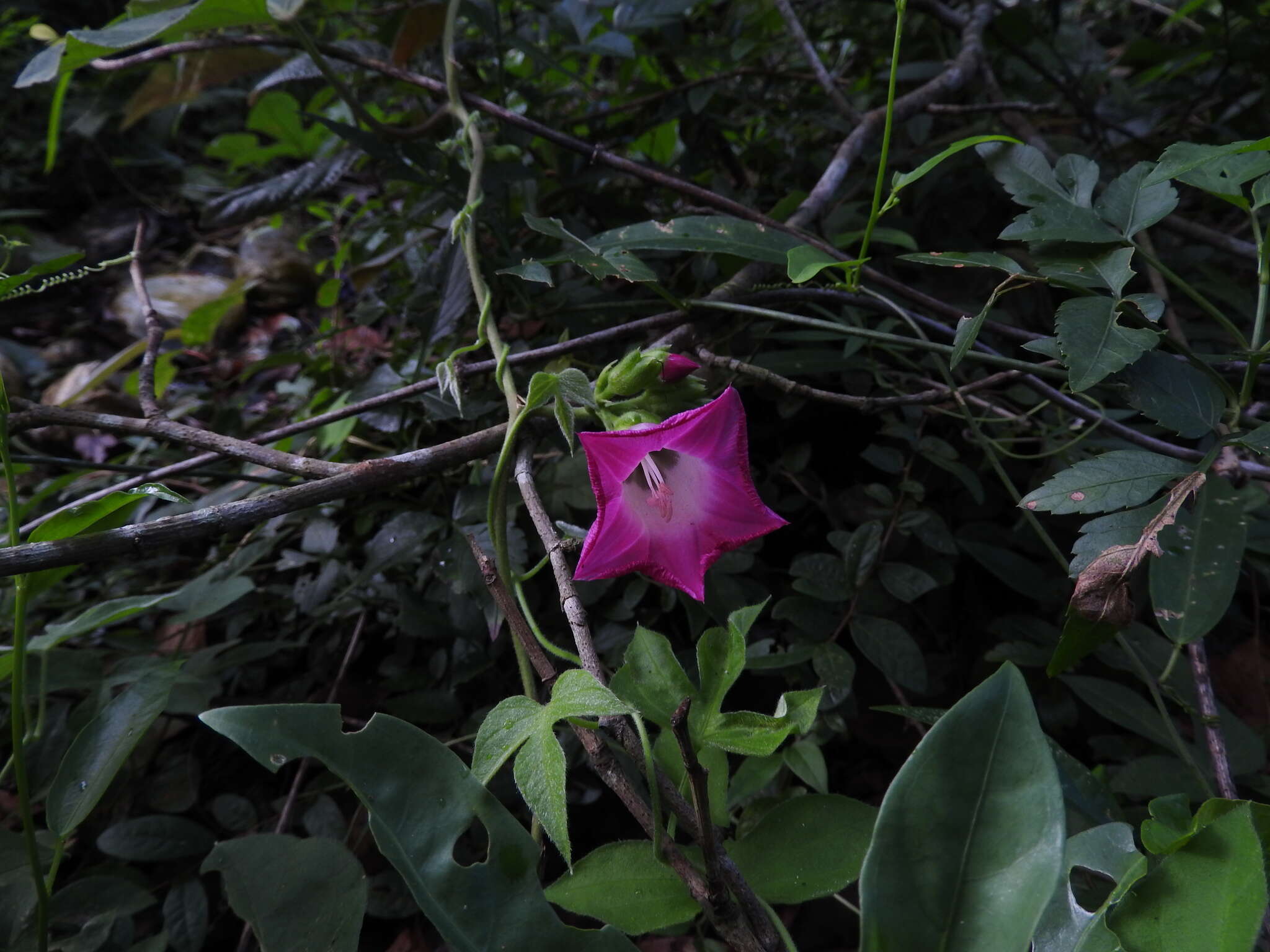 Image of <i>Ipomoea peteri</i>