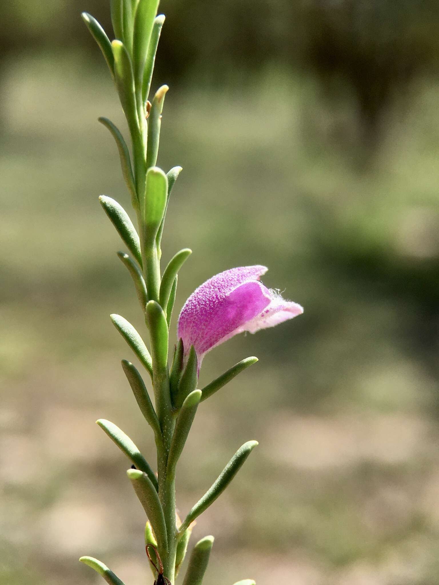 Image of Eremophila divaricata subsp. divaricata