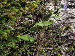 Plancia ëd Psoralea monophylla (L.) C. H. Stirt.