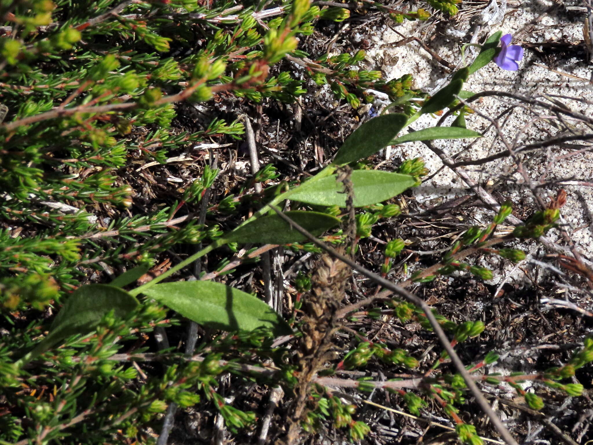 Plancia ëd Psoralea monophylla (L.) C. H. Stirt.