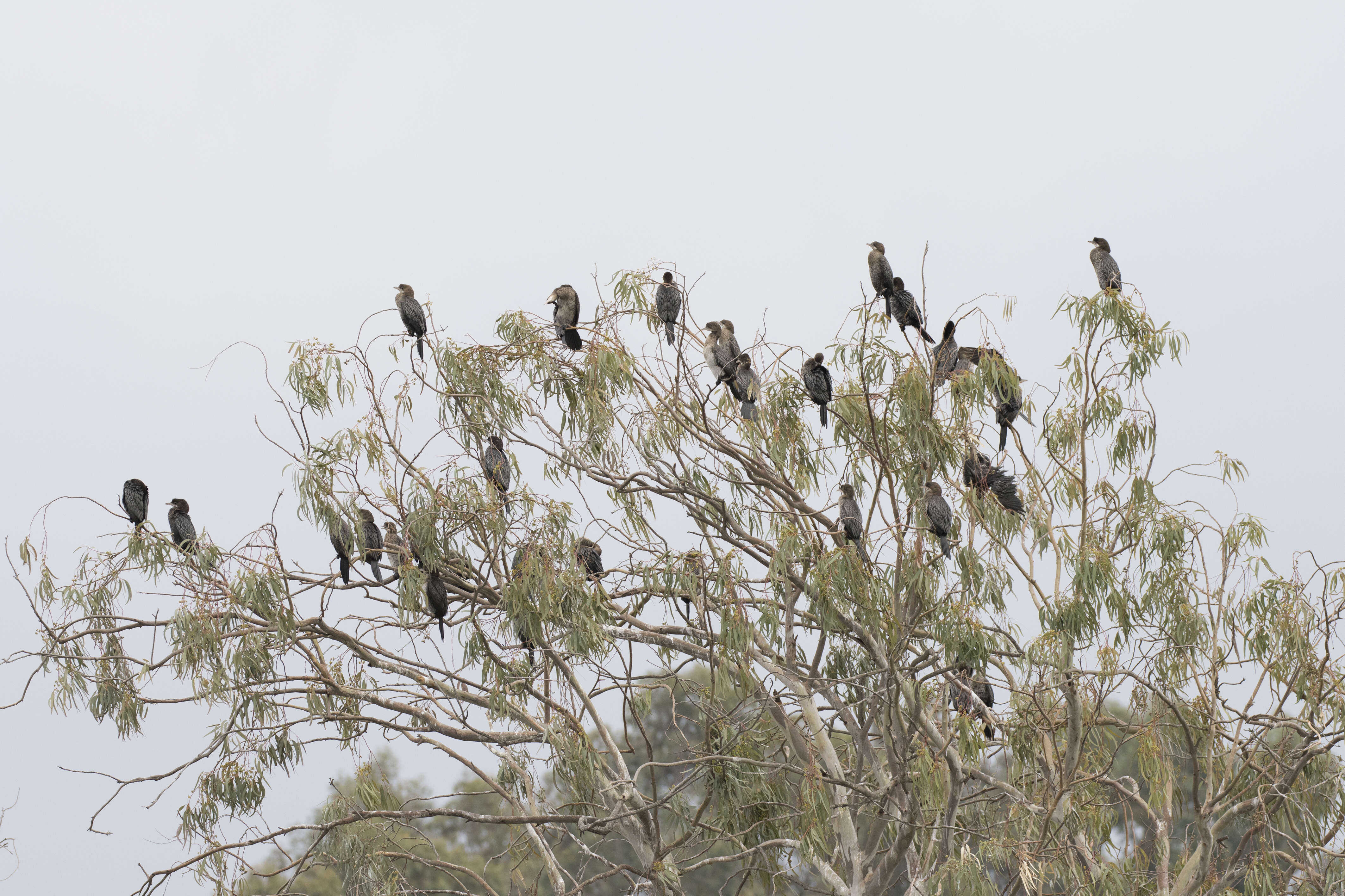 Image of Pygmy Cormorant