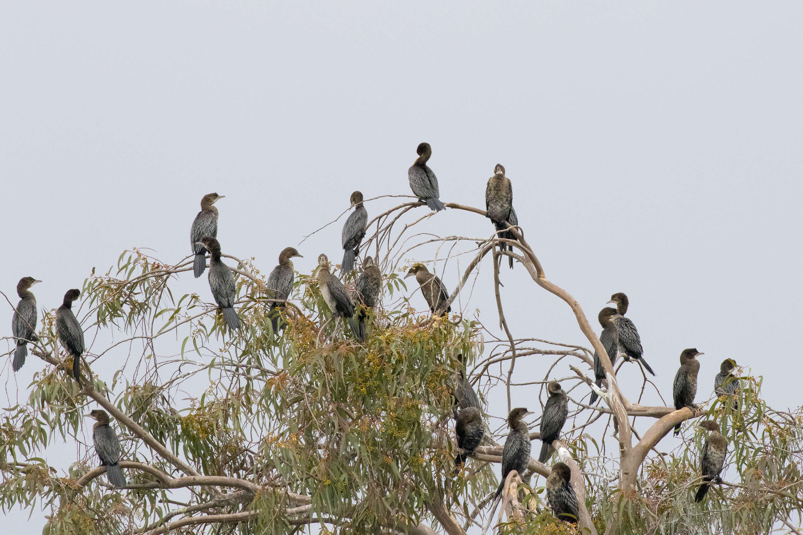 Image of Pygmy Cormorant