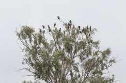 Image of Pygmy Cormorant