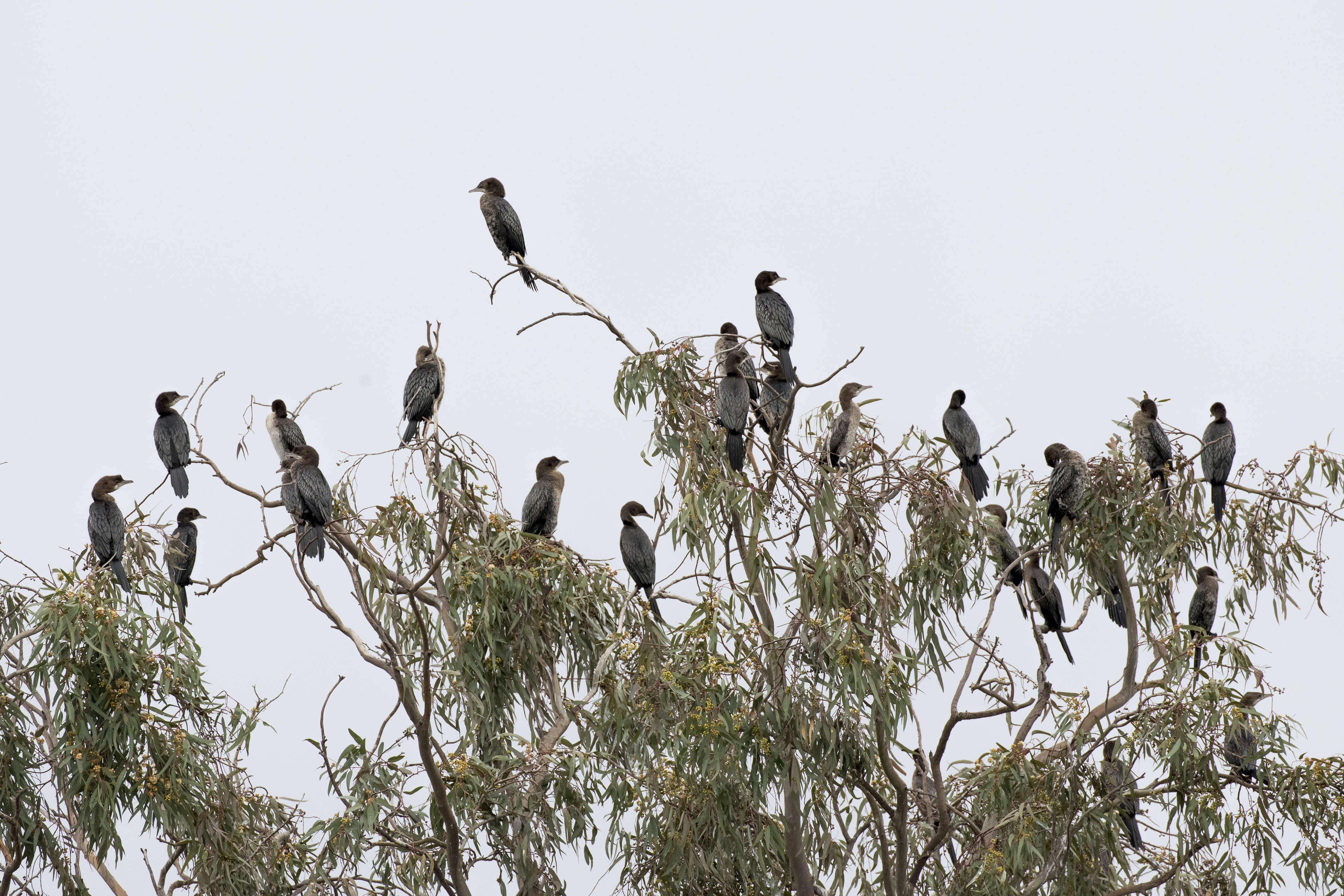 Image of Pygmy Cormorant