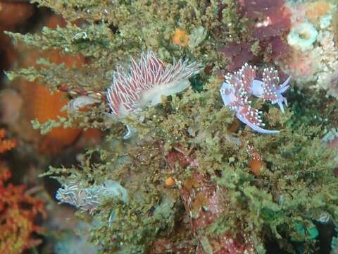 Fjordia capensis (Thiele 1925) resmi