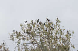 Image of Pygmy Cormorant