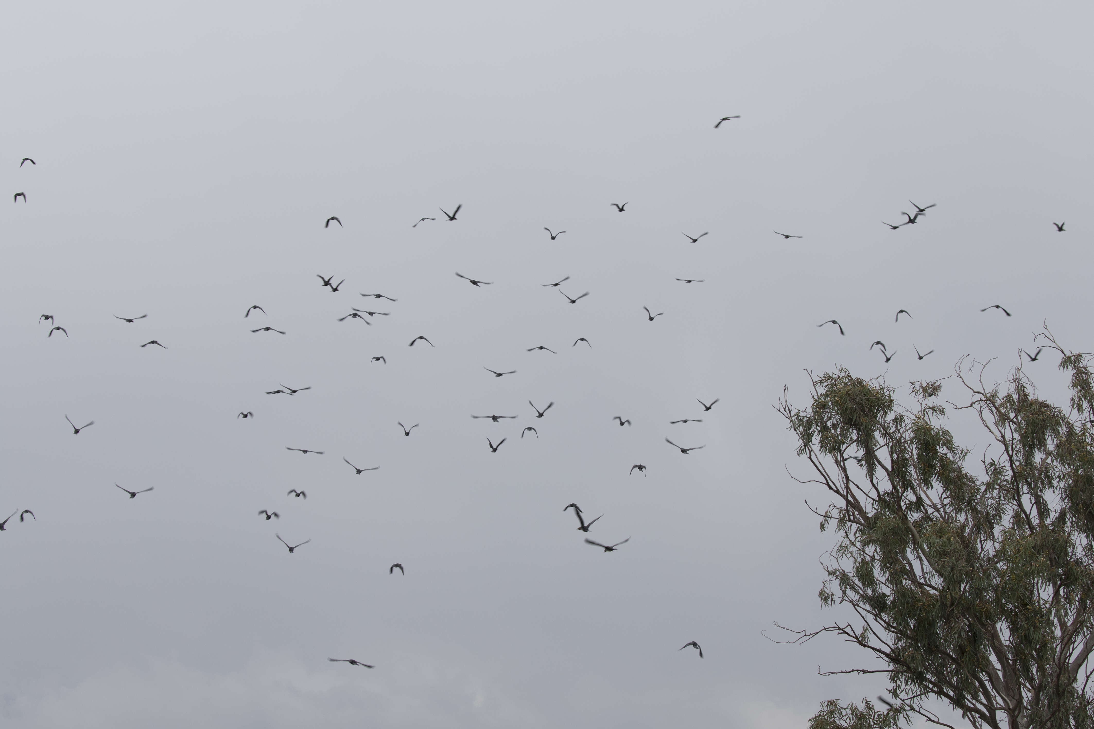 Image of Pygmy Cormorant