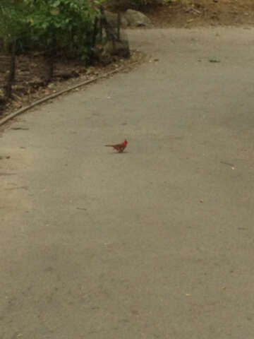 Imagem de Cardinalis Bonaparte 1838