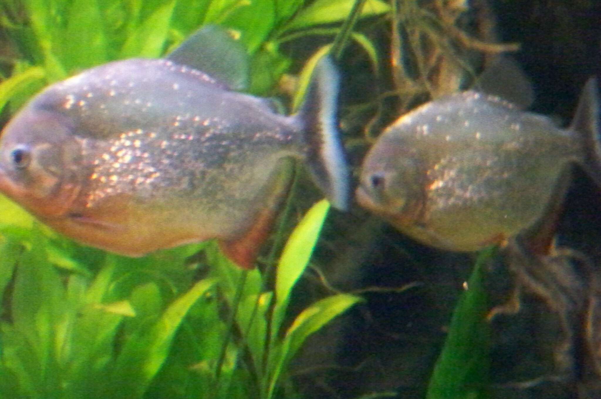 Image of Red-bellied piranha