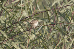 Слика од Prinia gracilis (Lichtenstein & Mhk 1823)