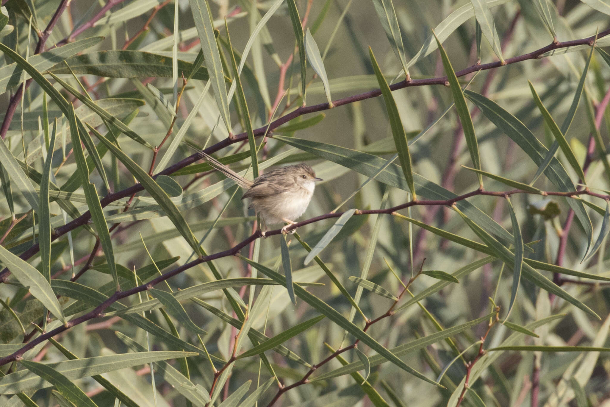 Слика од Prinia gracilis (Lichtenstein & Mhk 1823)