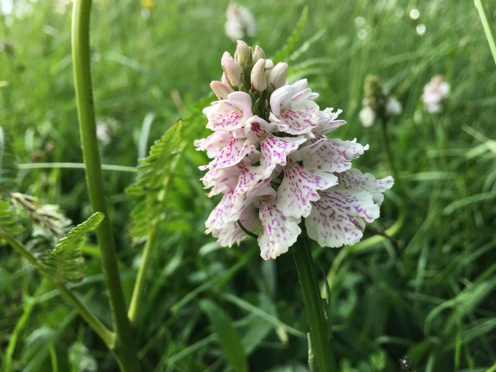 Image de Dactylorhiza maculata subsp. ericetorum (E. F. Linton) P. F. Hunt & Summerh.