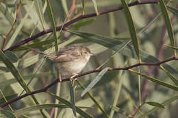 Слика од Prinia gracilis (Lichtenstein & Mhk 1823)